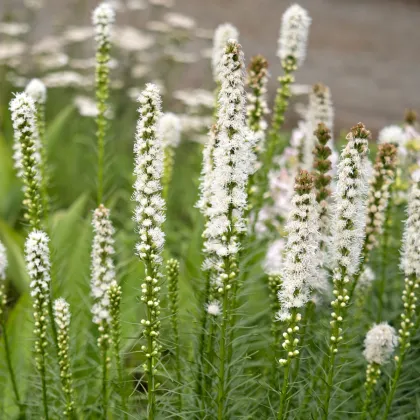 Šuškarda klasnatá Floristan White - Liatris spicata - prodej semen - 20 ks