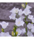 Zvonek broskvolistý bílý - Campanula persicifolia alba - prodej semen - 0,02 g