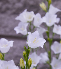 Zvonek broskvolistý bílý - Campanula persicifolia alba - prodej semen - 0,02 g