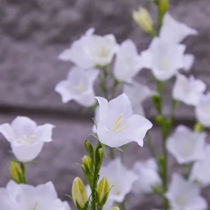 Zvonek broskvolistý bílý - Campanula persicifolia alba - prodej semen - 0,02 g