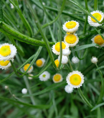 Slaměnka křídlatá - Ammobium alatum grandiflorum - prodej semen - 100 ks