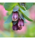 Voskovka větší Hoya - Cerinthe major purpurescens - prodej semen - 5 ks