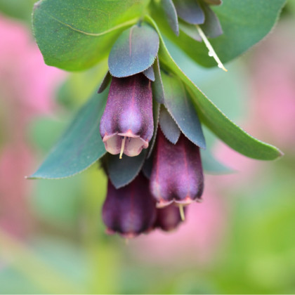 Voskovka větší Hoya - Cerinthe major purpurescens - prodej semen - 5 ks