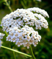 Řebříček obecný Yarrow - Achillea millefolium - prodej semen - 200 ks