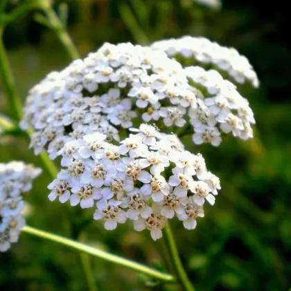 Řebříček obecný Yarrow - Achillea millefolium - prodej semen - 200 ks