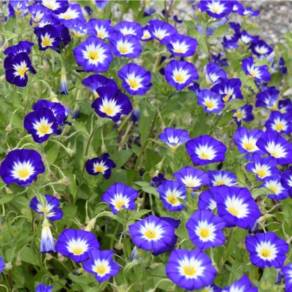 Svlačec trojbarevný Royal Ensign - Convolvulus tricolor - prodej semen - 50 ks