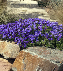 Tařička zahradní fialová - Aubrieta hybrida - prodej semen - 200 ks