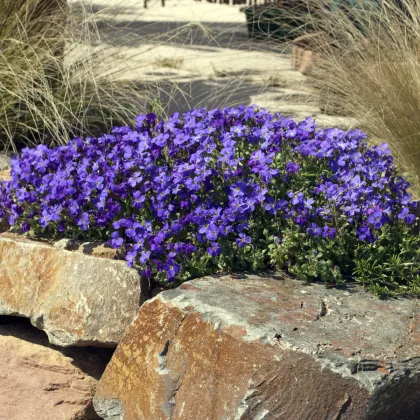 Tařička zahradní fialová - Aubrieta hybrida - prodej semen - 200 ks