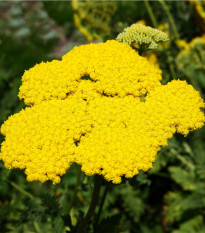 Řebříček tužebníkový Cloth of Gold - Achillea filipendula - prodej semen - 800 ks