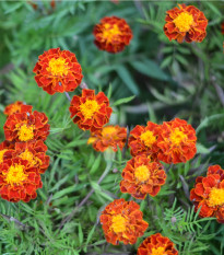 Aksamitník rozkladitý Carmen - Tagetes patula nana - prodej semen - 0,3 g