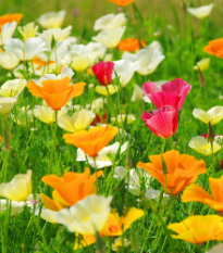 Sluncovka směs barev - Eschscholzia californica - prodej semen - 200 ks