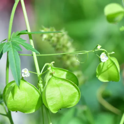 Srdcovnice nadmutá Ballonwein - Cardiospermum halicacabum - prodej semen - 15 ks