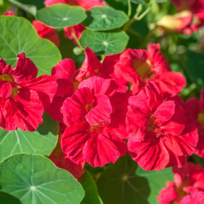 Lichořeřišnice menší Whirlybird Rose - Tropaeolum minus - prodej semen - 10 ks