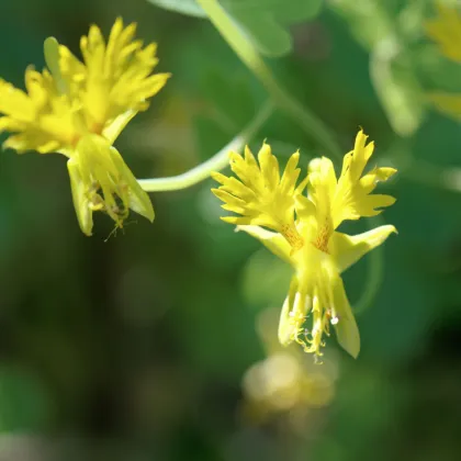 Lichořeřišnice vysoká kanárská - Kapucínka - Tropaeolum peregrinum - prodej semen - 10 ks