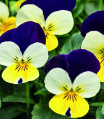 Violka rohatá Lemon Purple WIng - Viola cornuta - prodej semen - 20 ks