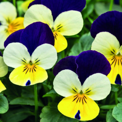 Violka rohatá Lemon Purple WIng - Viola cornuta - prodej semen - 20 ks