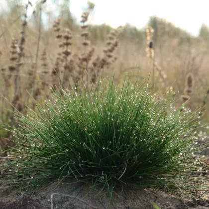 Kostřava ovčí - Festuca ovina - prodej semen - 50 ks