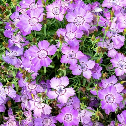 Hvozdík sibiřský - Dianthus amurensis - prodej semen - 100 ks