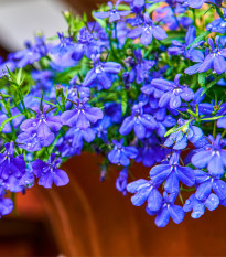 Lobelka drobná Riviera Marine Blue - Lobelia erinus - prodej semen - 0,1 g