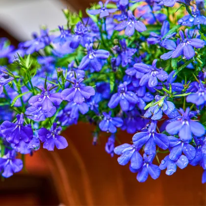 Lobelka drobná Riviera Marine Blue - Lobelia erinus - prodej semen - 0,1 g