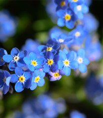 Pomněnka alpská temně modrá - Myosotis alpestris - prodej semen - 130 ks