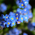 Pomněnka alpská temně modrá - Myosotis alpestris - prodej semen - 130 ks