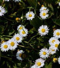 Sedmikráska jednoduchá bílá - Bellis perennis - prodej semen - 70 ks