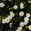 Sedmikráska jednoduchá bílá - Bellis perennis - prodej semen - 70 ks