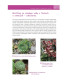 Květiny pro suché zahrady - Grada - prodej knih - ukázka z knihy