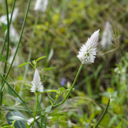 Nevadlec klasnatý bílý - Celosia spicata - prodej semen - 10 ks