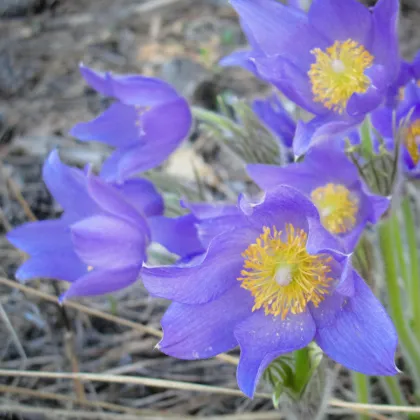 Koniklec alpinský Bells Violet - Pulsatilla alpina - prodej semen - 20 ks