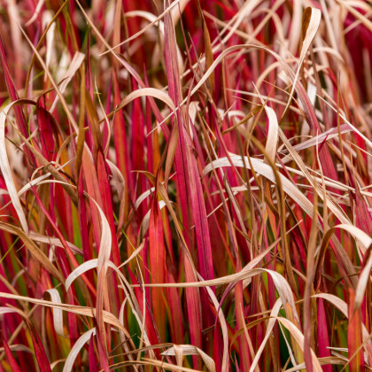 Australská ohnivá tráva - Uncinia egmontiana - prodej semen - 5 ks