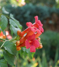 Trubač kořeňující - Campsis radicans - prodej semen - 10 ks