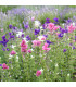 BIO Šalvěj zahradní - Salvia viridis - prodej bio semen - 30 ks