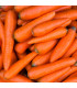BIO Mrkev Robila - Daucus carota - prodej bio semen - 200 ks