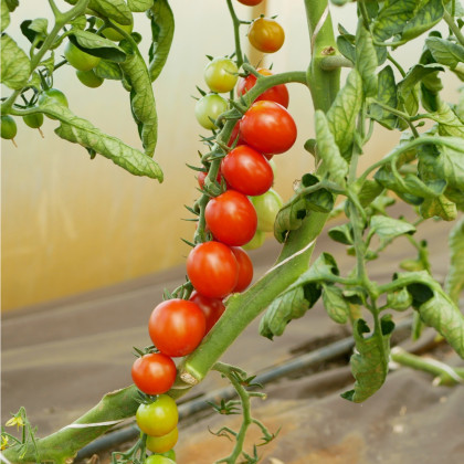 Rajče keříčkové Gartenperle - Solanum lycopersicum - prodej semen - 10 ks