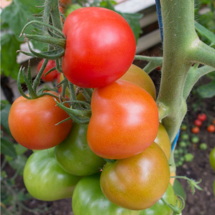 Rajče Ailsa Craig - Solanum lycopersicum - prodej semen - 8 ks