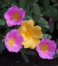 Šrucha směs barev - Portulaca grandiflora - prodej semen - 0,3 g