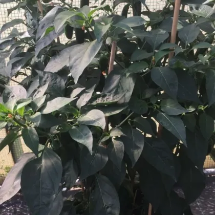 BIO Paprika k roubování Scarface F1 - Capsicum annuum - prodej bio semen - 5 ks