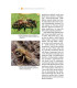 Domečky pro včely a užitečný hmyz - Grada - prodej knih - 1 ks