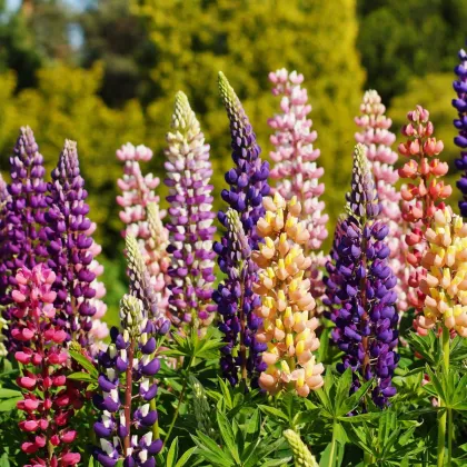 Lupina mnoholistá směs - Lupinus polyphyllus - prodej semen - 40 ks