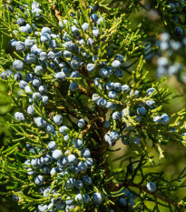 Jalovec virginský - Juniperus virginiana - prodej semen - 5 ks