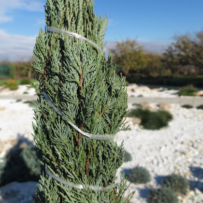 Jalovec virginský - Juniperus virginiana - prodej semen - 5 ks