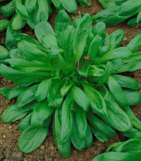 Kozlíček Large Leaved - Vallerianella locusta - prodej semen - 150 ks