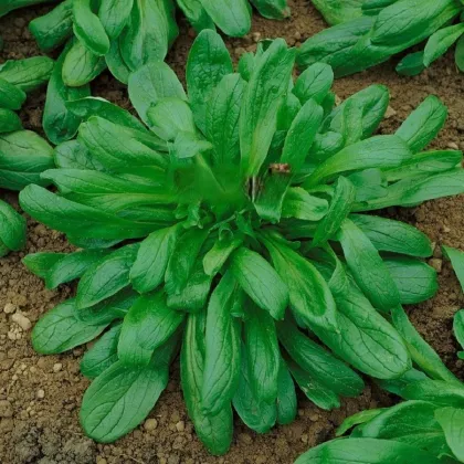 Kozlíček Large Leaved - Vallerianella locusta - prodej semen - 150 ks