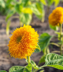 Slunečnice Sonnengold - Helianthus annuus - prodej semen - 15 ks