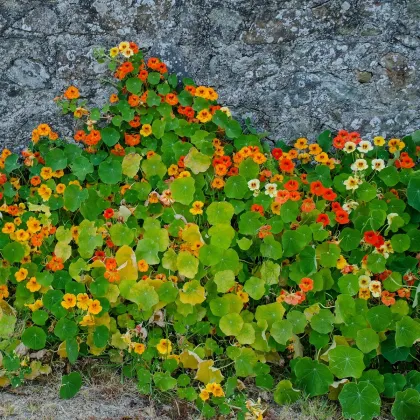 Lichořeřišnice popínavá Doppelte Glanz směs - Tropaeolum majus - prodej semen - 15 ks