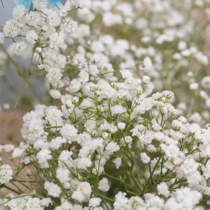 Šáter latnatý bílý - Gypsophila paniculata - prodej semen - 150 ks