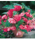 Begonie růžová - Begonia pendula maxima - prodej cibulovin - 2 ks