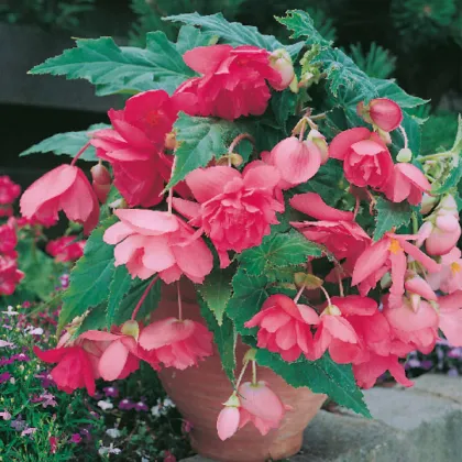 Begonie růžová - Begonia pendula maxima - prodej cibulovin - 2 ks